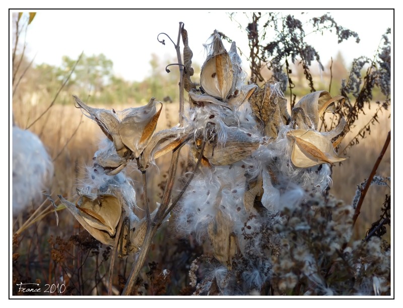 Nature morte d'automne comme je les aime! Nature14