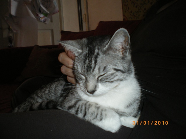 Brume-Nuage, jeune chatte grise tigrée, très originale, environ 9 mois en janvier 2010 - Page 2 11910
