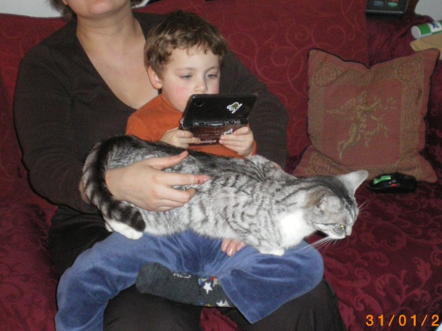 Brume-Nuage, jeune chatte grise tigrée, très originale, environ 9 mois en janvier 2010 - Page 2 12110