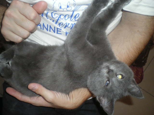 Flam, chaton gris de 3 mois, novembre 2010 Imgp4116
