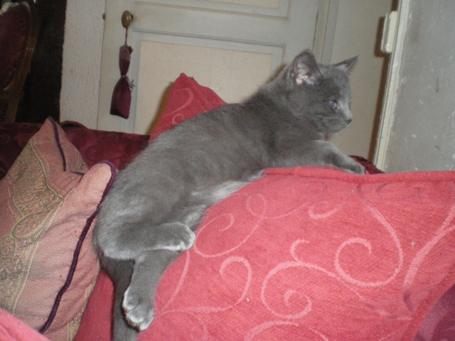 Flam, chaton gris de 3 mois, novembre 2010 Imgp4210