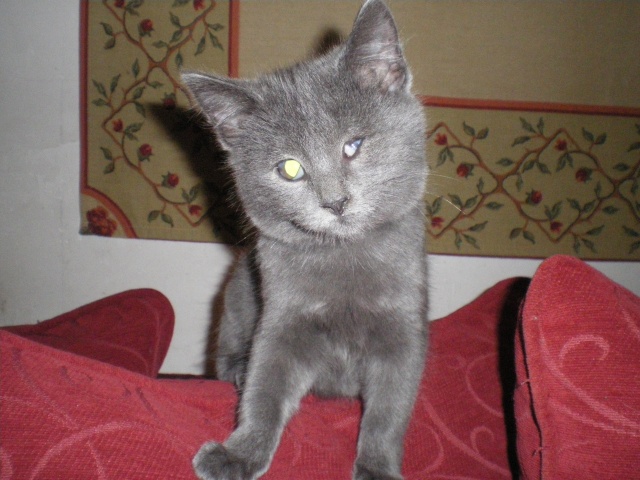 Flam, chaton gris de 3 mois, novembre 2010 Imgp4211