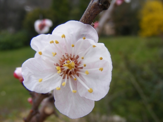 Concours photo du mois de mars 2011 "les arbres fruitiers en fleurs" - Page 4 10-11-12