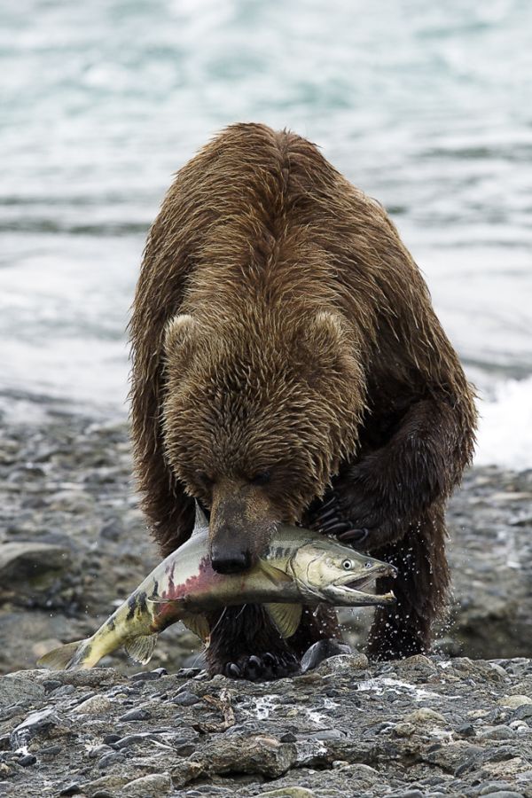 LA NATURA Orso10