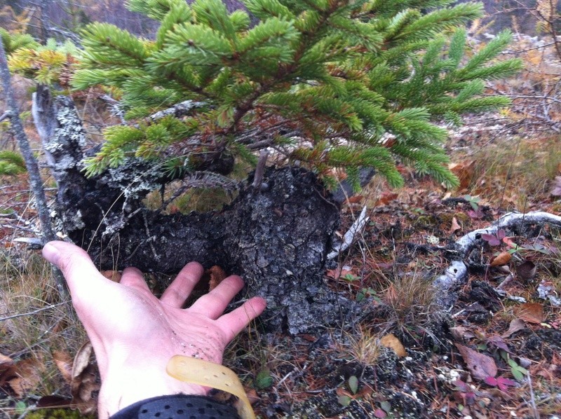 Black Spruce (Picea mariana) Img_5713