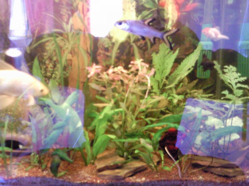 mon aquarium Photo015