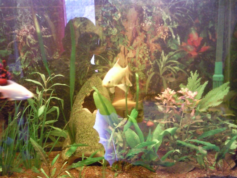 mon aquarium Photo029