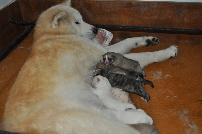 naissance akita inu Dsc_0110