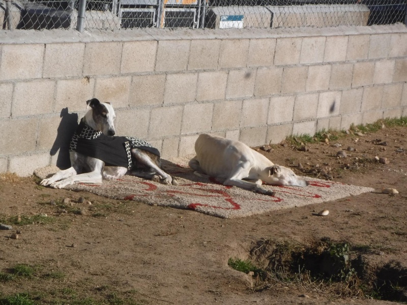 Marlena, galga blanche, 4 ans Scooby France Adoptée 12309811