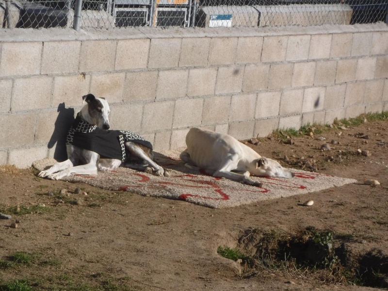 Marlena, galga blanche, 4 ans Scooby France Adoptée  12309811