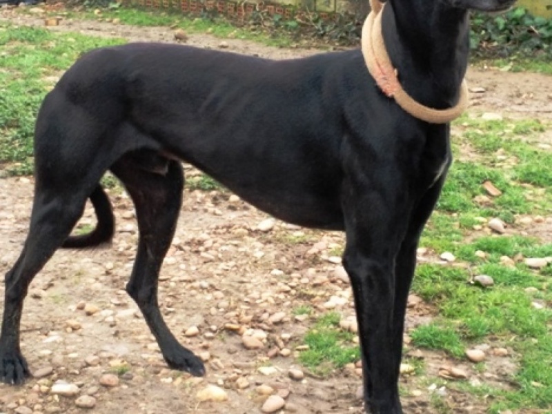 Black, galgo noir 2 ans 1/2 2_7810