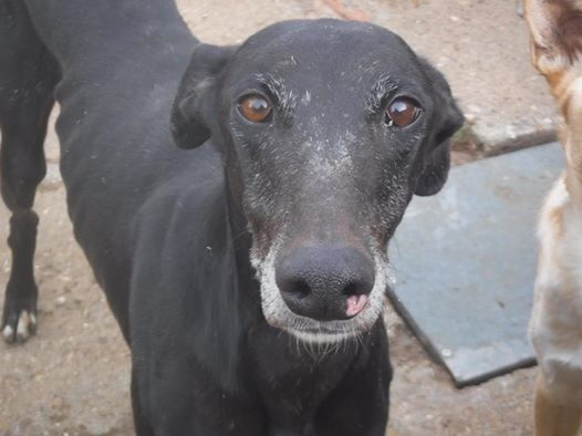 Zamorano, galgo noir, 5 ans 1/2 99532710