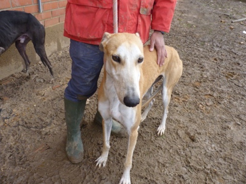 Arquimedes, galgo brun clair, 5 ans Arquim13