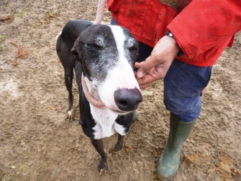 Buleria, galgo noir et blanc, 3 ans/ Adopté  Buleri11