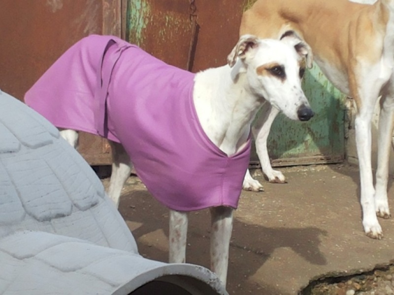 DELICIA galga blanche et bringée, 3 ans adoptée Delici10