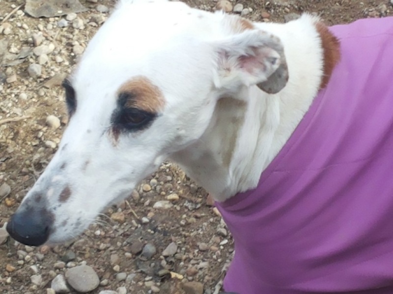 DELICIA galga blanche et bringée, 3 ans adoptée Delici11
