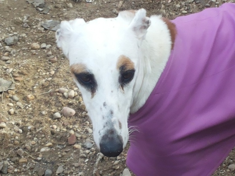 DELICIA galga blanche et bringée, 3 ans adoptée Delici12