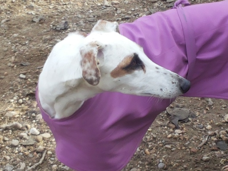DELICIA galga blanche et bringée, 3 ans adoptée Delici14
