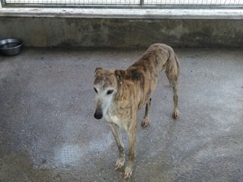 Depaula, galgo bringé, 4 ans Depaul12