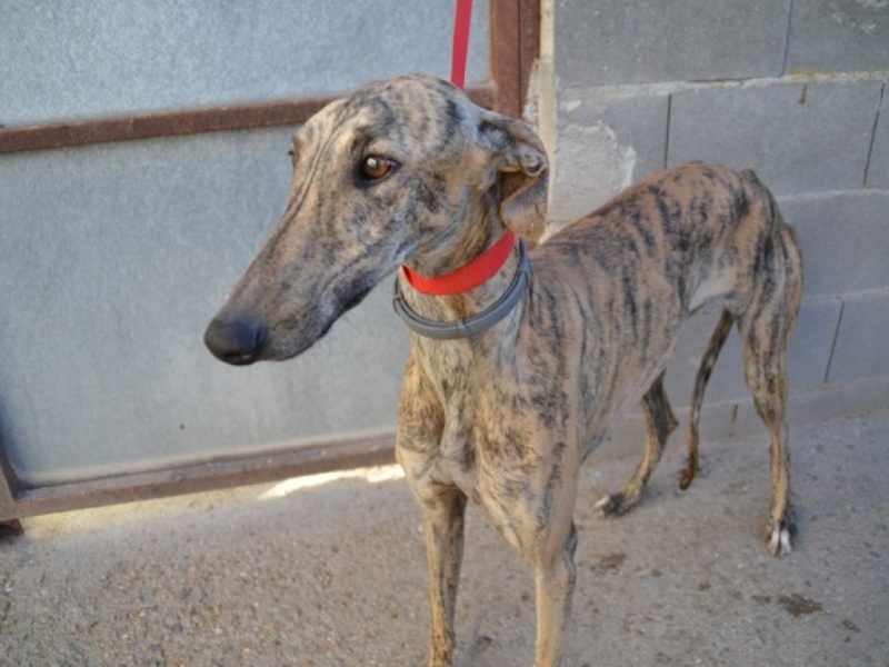 Rosaspina, galga bringée 1an Scooby France Adoptée Dsc_0023