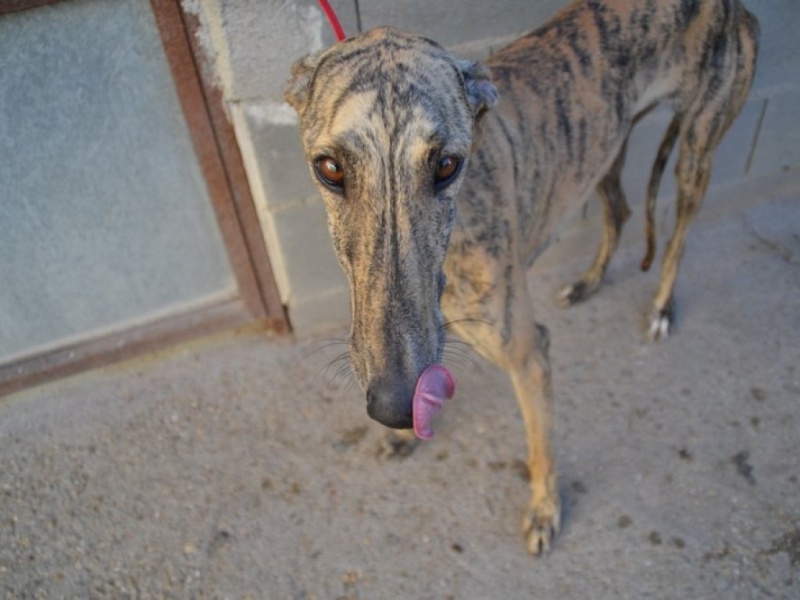 Rosaspina, galga bringée 1an Scooby France Adoptée Dsc_0029