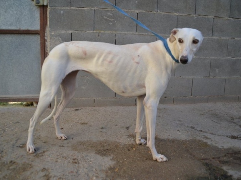 Calispera, galga blanche, 3 ans Scooby France  Adoptée  Dsc_0033