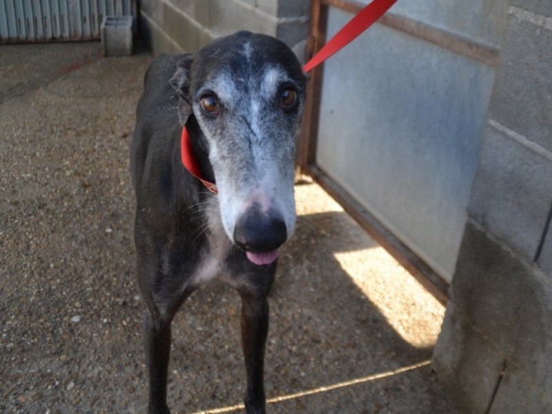 NACHO, galgo noir et blanc, 5 ans  Scooby France - ADOPTE Dsc_0148