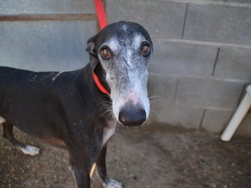 NACHO, galgo noir et blanc, 5 ans Scooby France - ADOPTE Dsc_0150