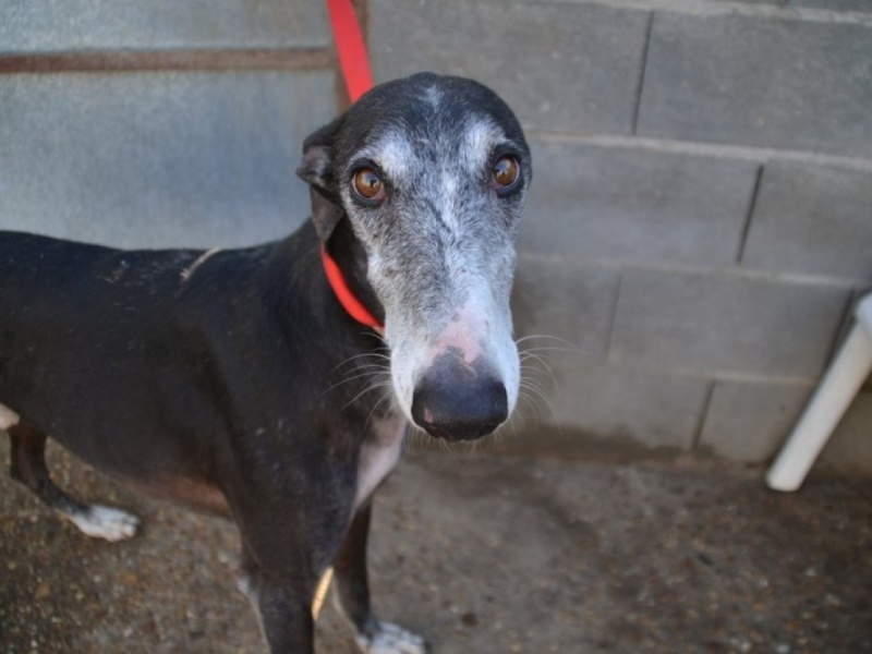 NACHO, galgo noir et blanc, 5 ans  Scooby France - ADOPTE Dsc_0150