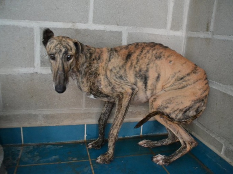 Mantequilla galgo bringé, 2 ans Dsc_0151