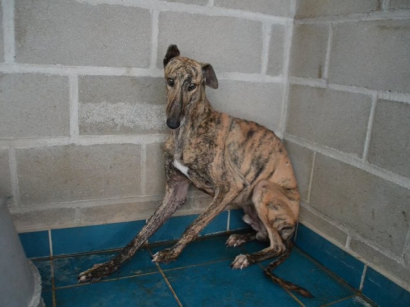 Mantequilla galgo bringé, 2 ans Dsc_0153