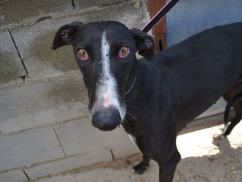 Chumbera, galga noire et blanche, 7 ans - adoptée Dsc_0164