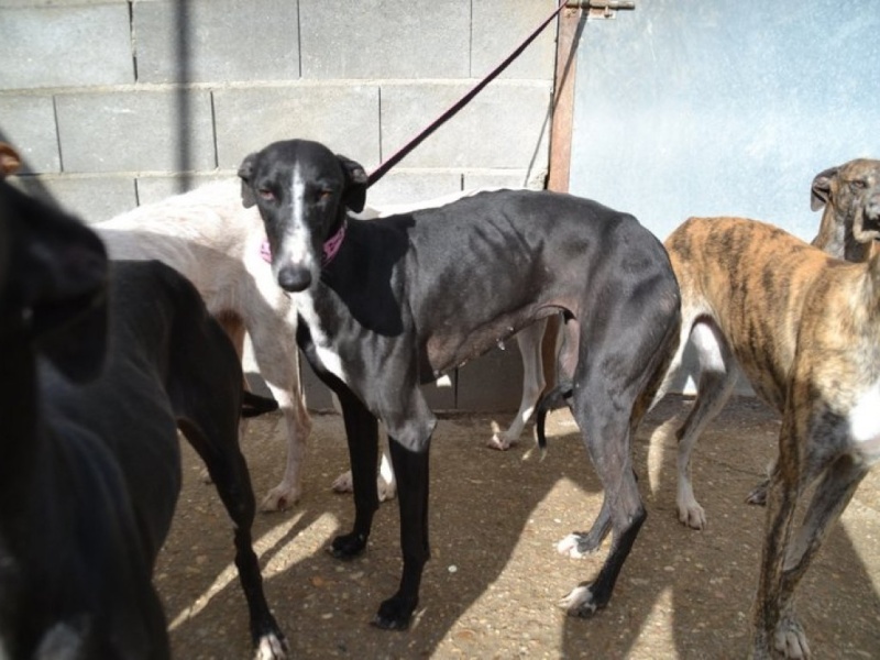 Chumbera, galga noire et blanche, 7 ans - adoptée Dsc_0166