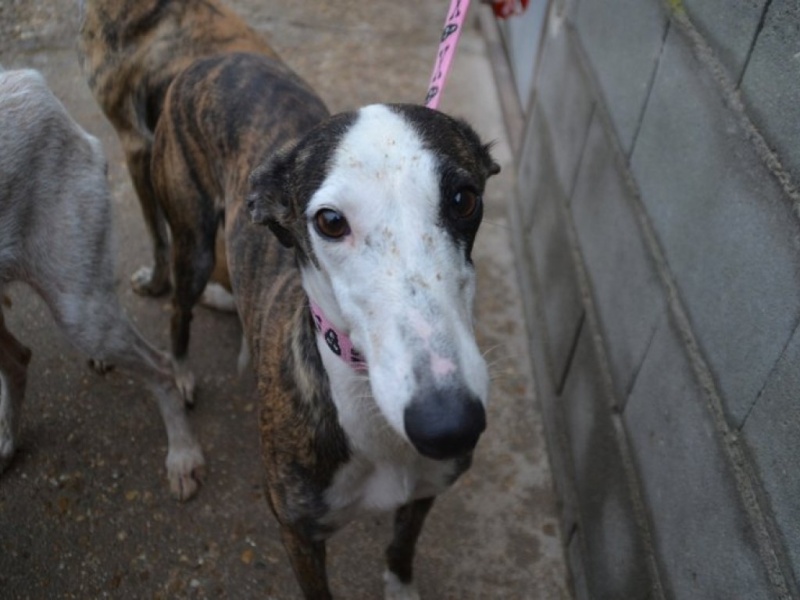 Alice, galga bringée et blanche, 2 ans scooby France Reservée  Dsc_0174