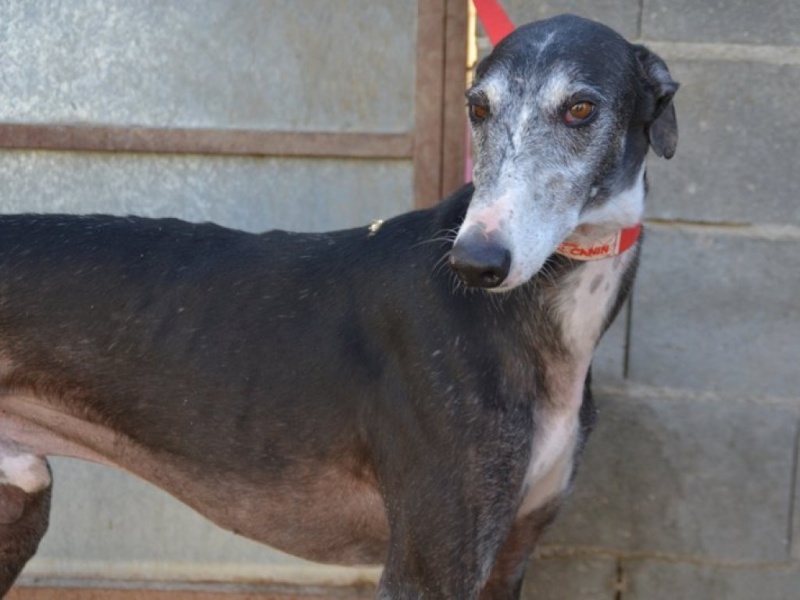 NACHO, galgo noir et blanc, 5 ans  Scooby France - ADOPTE Dsc_0262