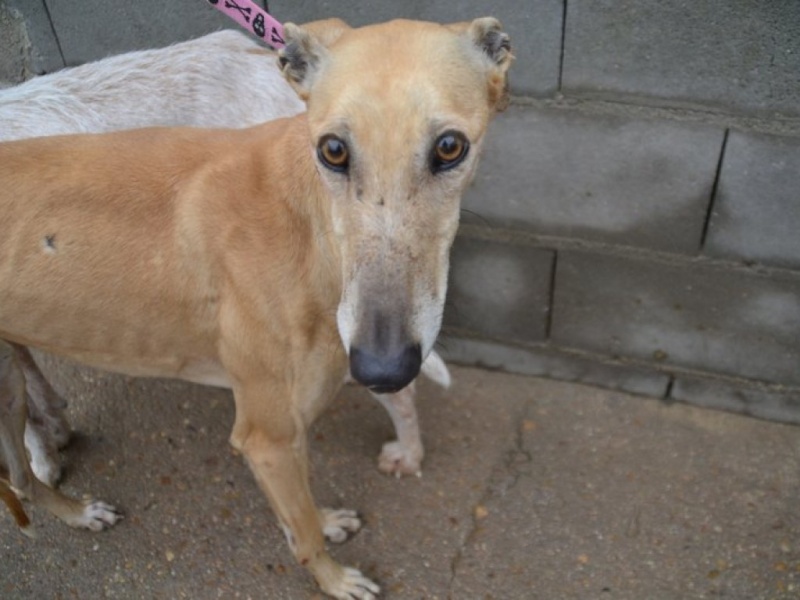 Bambi, galga petite taille rousse, 2 ans Dsc_0284