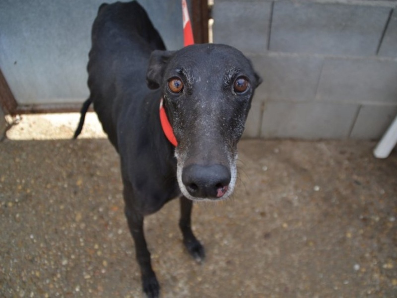 Zamorano, galgo noir, 5 ans 1/2 Dsc_0555