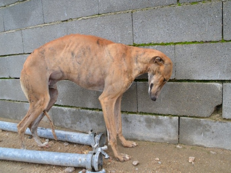 Austin galgo bringé roux, 2 ans Dsc_0640