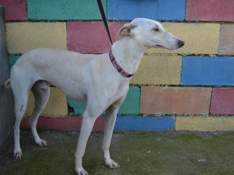 Carlito, galgo blanc de petite taille, 2 ans Dsc_0643