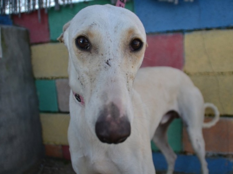 Carlito, galgo blanc de petite taille, 2 ans Dsc_0648