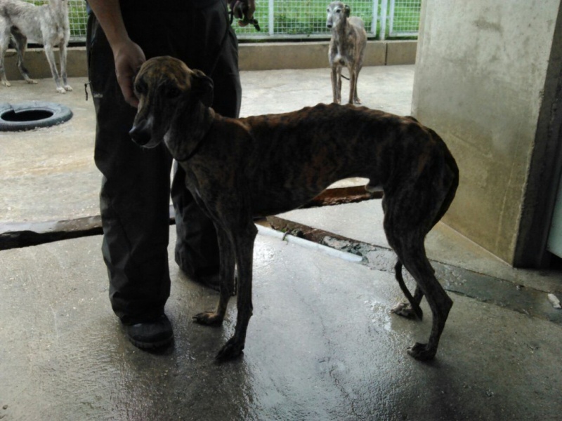 Templario, galgo bringé, 4 ans Img-2022