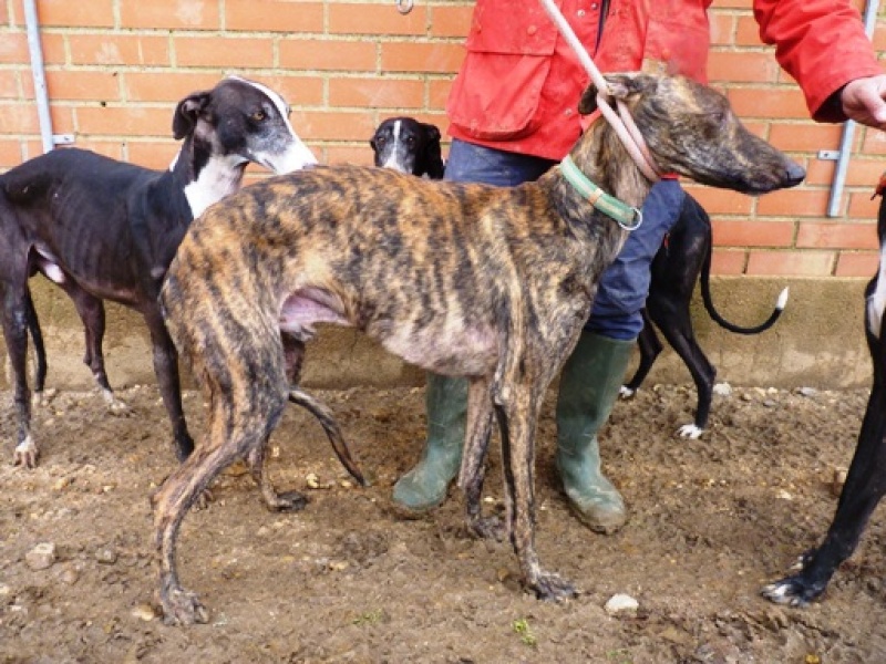 Ladron, galgo bringé, 4 ans Ladron11