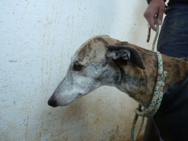 Laura, galga bringée, 4 ans.à l'adoption refuge de scooby Laura310