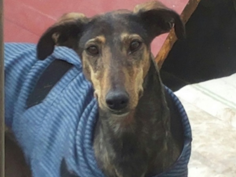 CHATITA, galga brun foncé, 2 ans 1/2  Adoptée Videos12