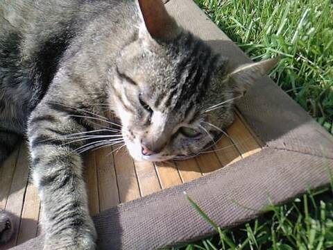 Urgent Male Tigre Gris Adulte Vivant Dehors Delai Janvier Prochain Urgent Male Tigre Gris Adulte Vivant Dehors Delai Janvier Prochain