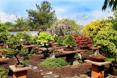 WISTERIA BONSAI AT INTERNATIONAL BONSAI ARBORETUM Spring10