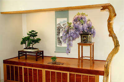 WISTERIA BONSAI AT INTERNATIONAL BONSAI ARBORETUM Tokono10