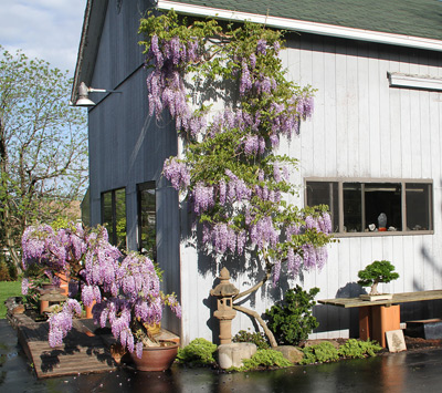 WISTERIA BONSAI AT INTERNATIONAL BONSAI ARBORETUM Wister10