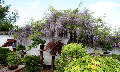 WISTERIA BONSAI AT INTERNATIONAL BONSAI ARBORETUM Wister12