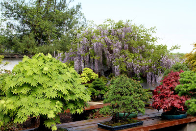 WISTERIA BONSAI AT INTERNATIONAL BONSAI ARBORETUM Wister13